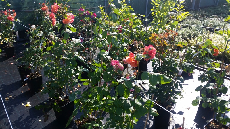 ROSA SP. LÉTRÁN