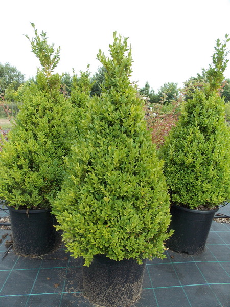 BUXUS SEMPERVIRENS