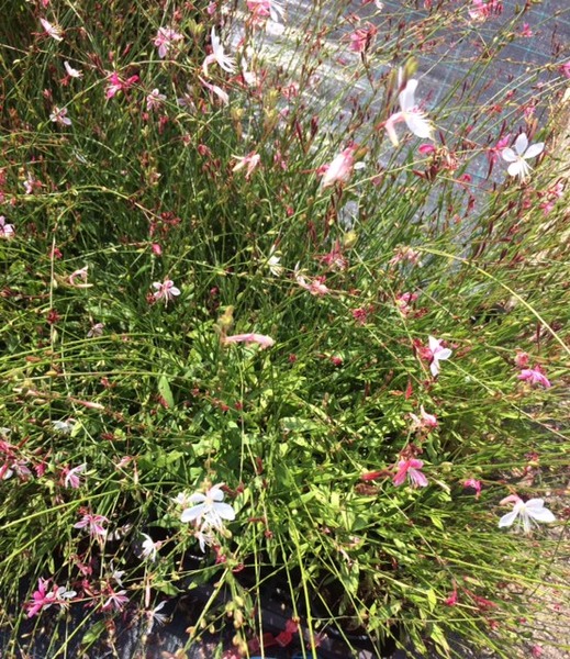 GAURA LINDHEIMERI GAMB. PINK