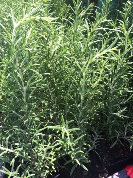 ROSMARINUS OFFICINALIS