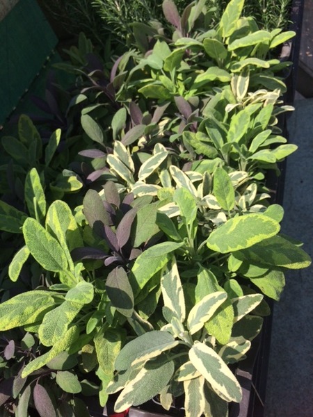 SALVIA OFFICINALIS mix