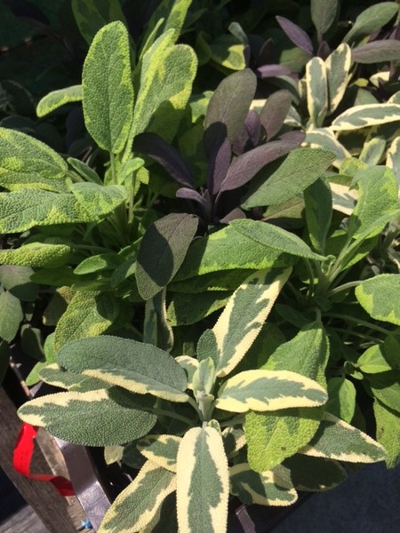 SALVIA OFFICINALIS MIX