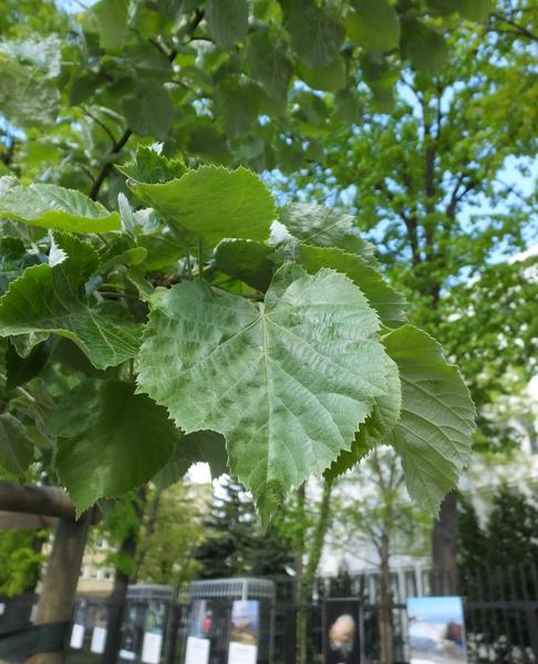 TILIA ARGENTEA BRABANT