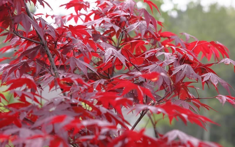 ACER PALM. FIRE GLOW
