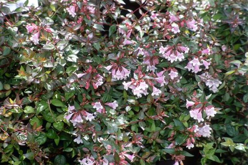ABELIA GRANDIF. EDWARD GOUCHER