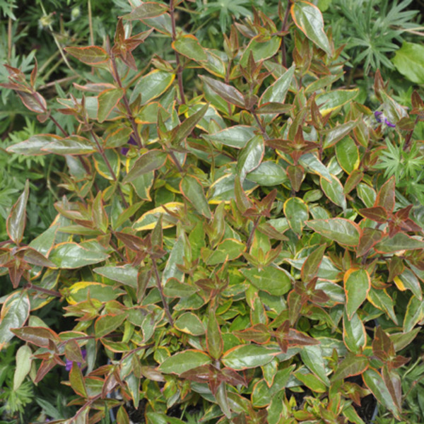 ABELIA GRANDIFLORA SARABANDE