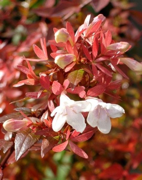 ABELIA GRANDIFLORA
