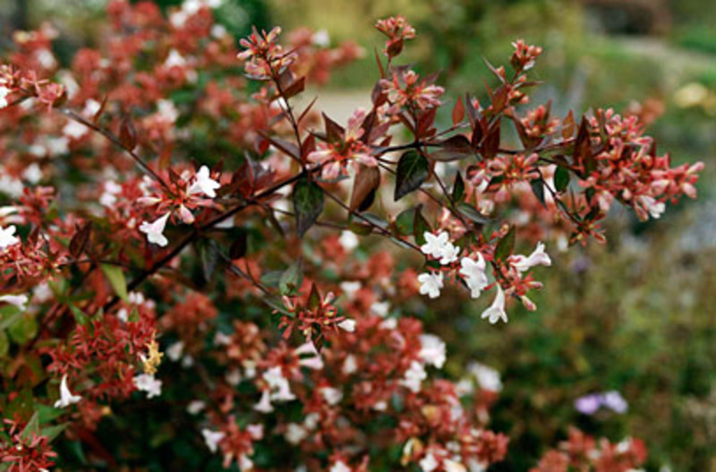 ABELIA GRANDIFLORA