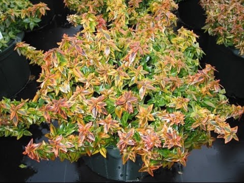 ABELIA GRANDIFLORA KALEIDOSCOP