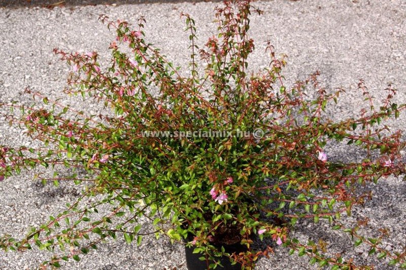 ABELIA GRANDIFLORA PINKY BELLS