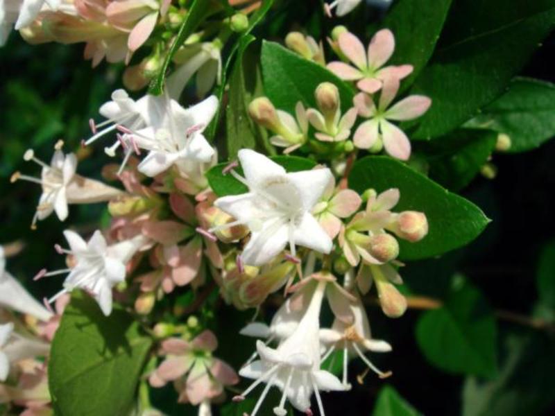 ABELIA RUPESTRIS