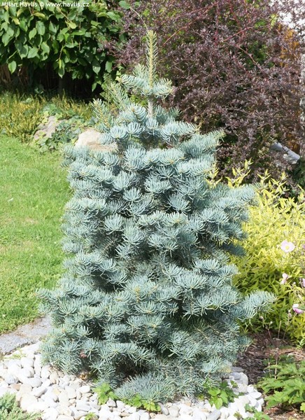 ABIES CONCOLOR COMPACTA