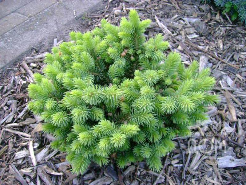 ABIES LASIOCARPA GREEN GLOBE
