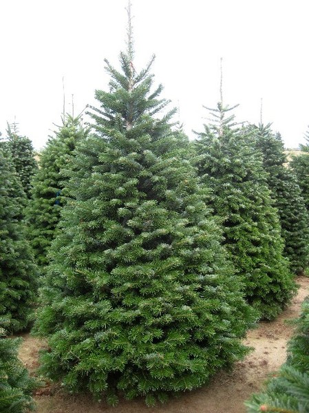 ABIES NORDMANNIANA