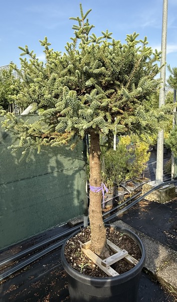 ABIES PINSAPO