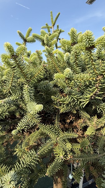 ABIES PINSAPO