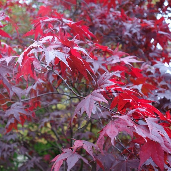 ACER PALM. ATROPURPUREUM