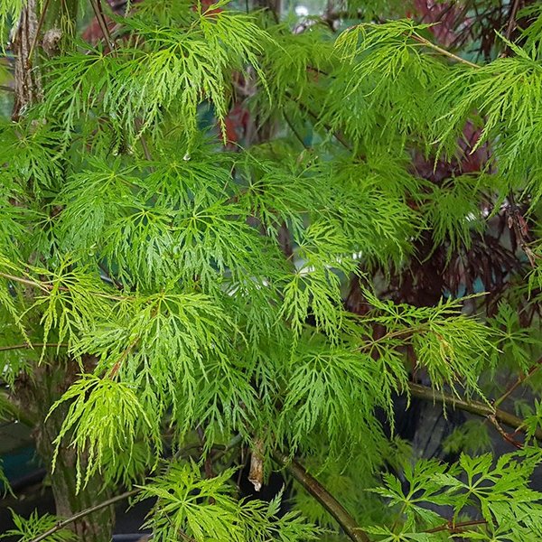 ACER PALM. EMERALD LACE