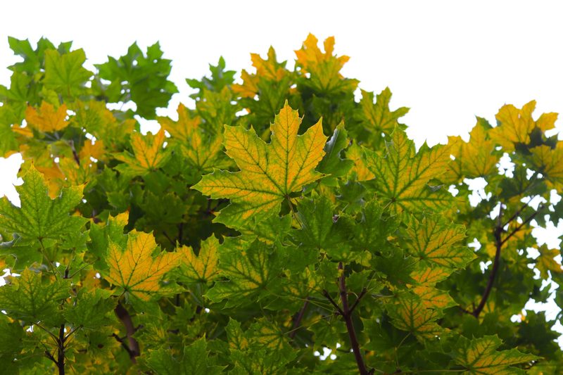 ACER PLAT. EMERALD QUEEN