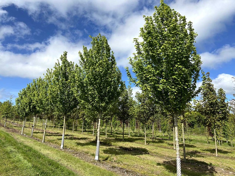 ACER CAMPESTRE HUIBERS ELEGANT