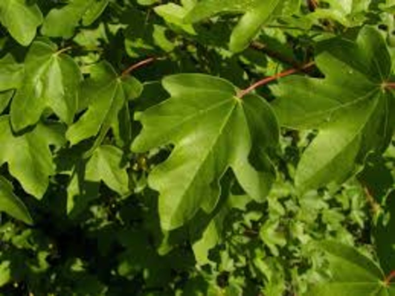 ACER CAMPESTRE