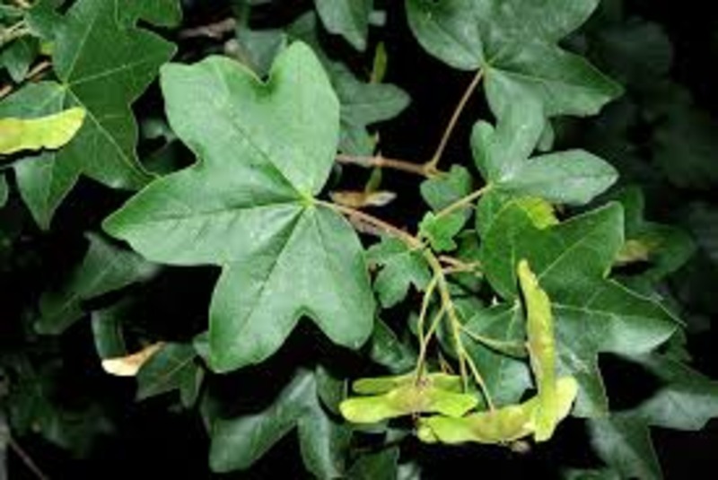 ACER CAMPESTRE