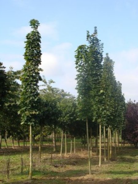 ACER CAMPESTRE