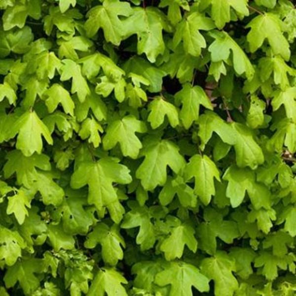 ACER CAMPESTRE