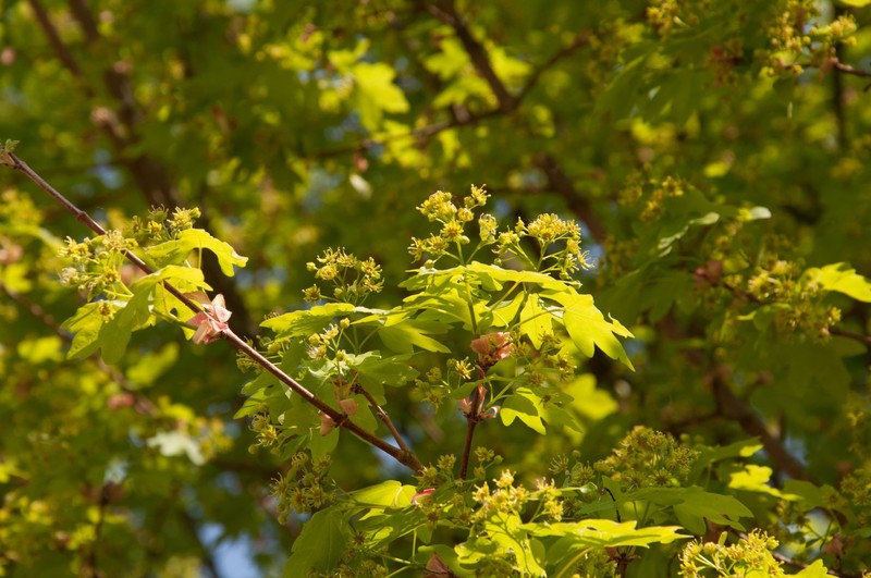 ACER CAMPESTRE