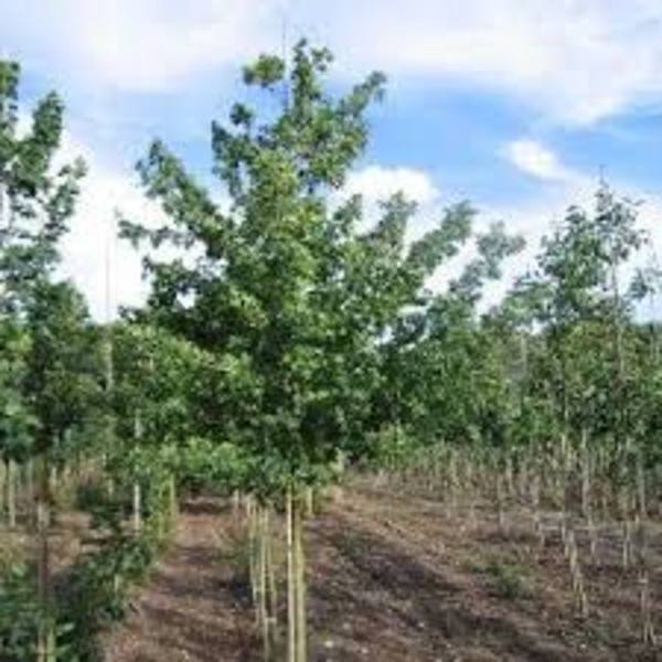 ACER CAMPESTRE LIENCO