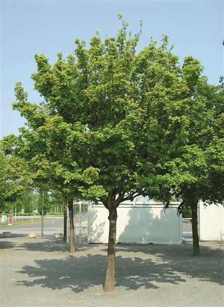 ACER CAMPESTRE QUEEN ELISABET