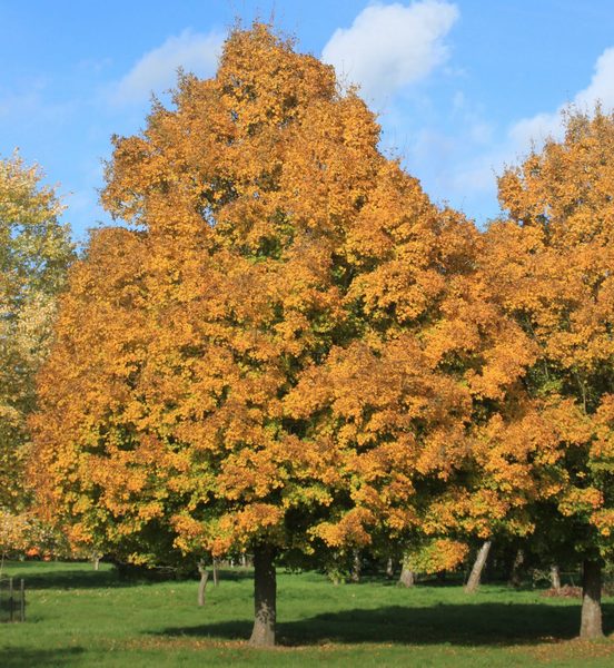 ACER CAMPESTRE QUEEN ELISABET