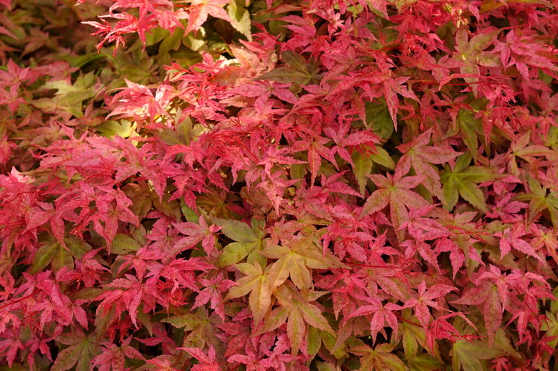 ACER PALM. CORALLINUM