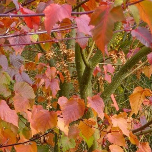ACER DAVIDII