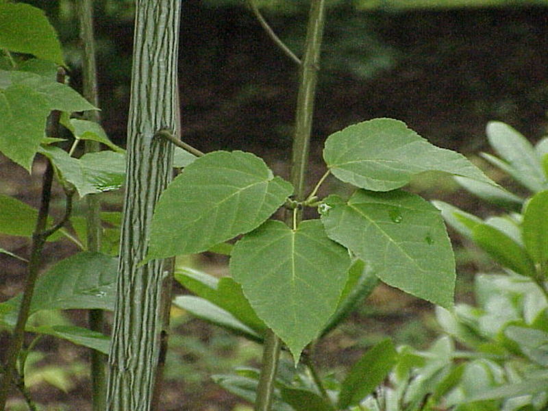 ACER DAVIDII