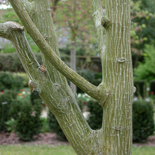 ACER DAVIDII