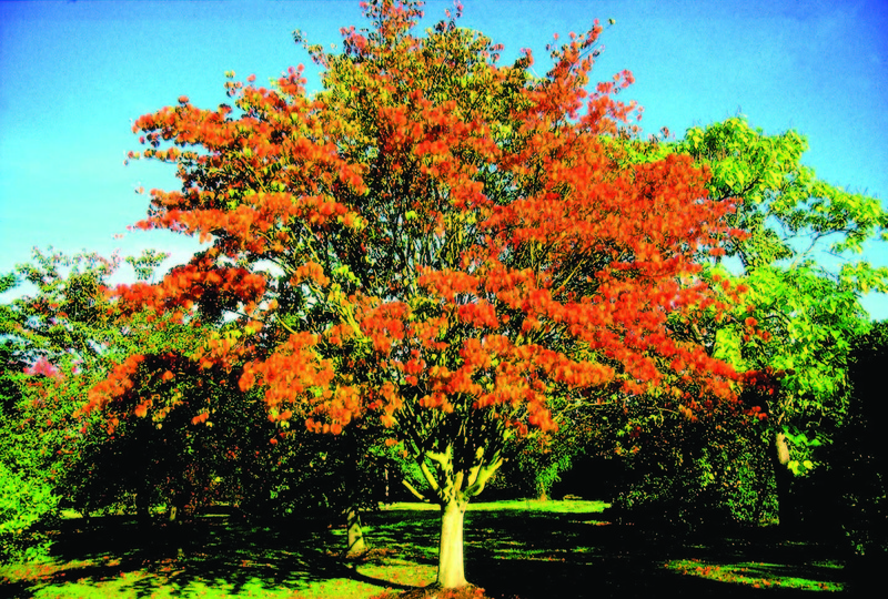 ACER DAVIDII SELECTION