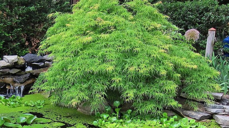 ACER PALM. EMERALD LACE