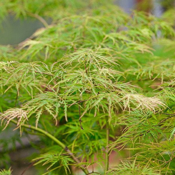 ACER PALM. EMERALD LACE