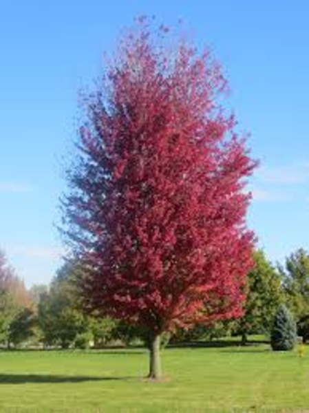 ACER FREEMANII AUTUMN BLAZE