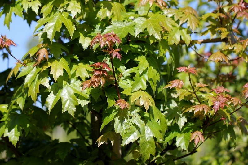 ACER FREEMANII AUTUMN BLAZE