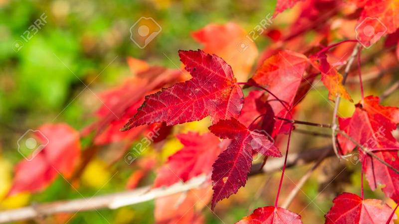 ACER GINNALA