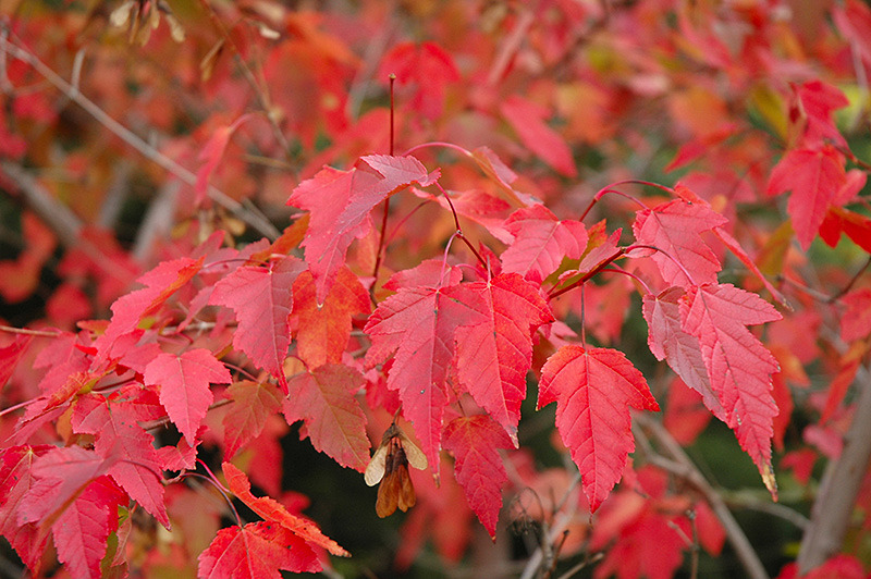 ACER GINNALA