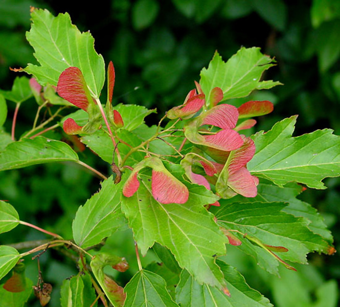 ACER GINNALA
