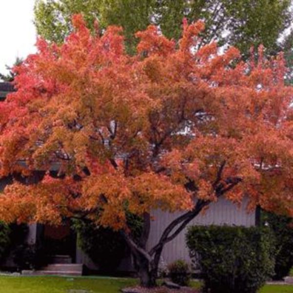 ACER GINNALA