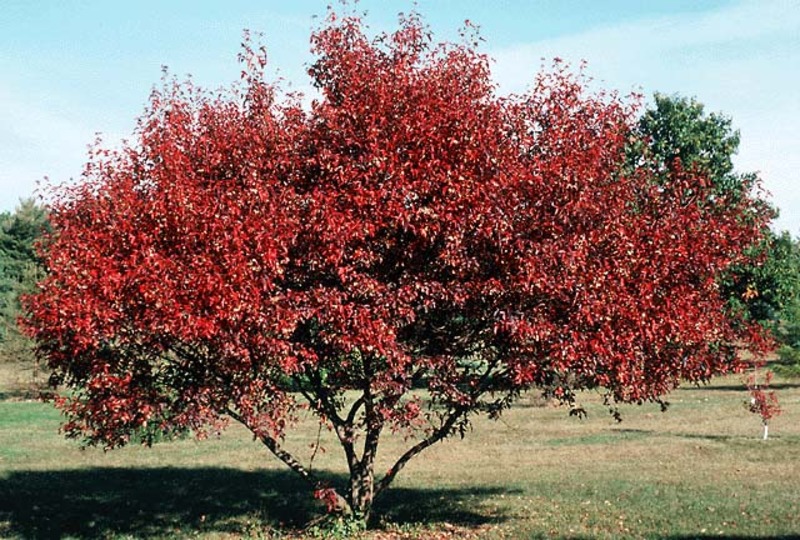 ACER GINNALA