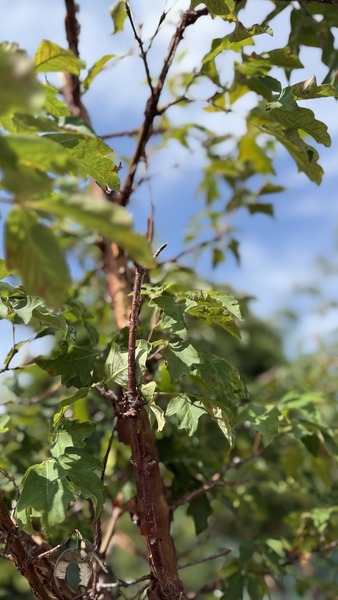 ACER GRISEUM