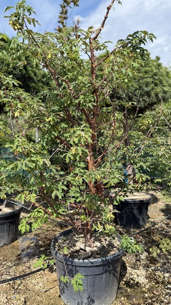 ACER GRISEUM