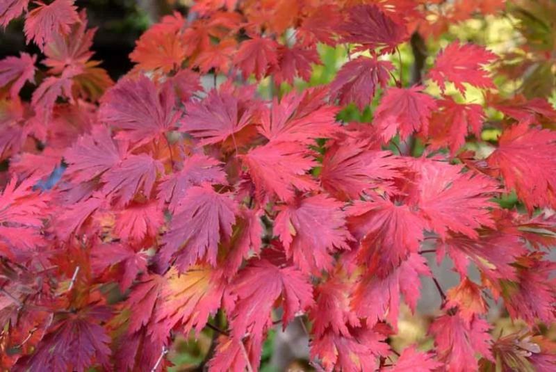 ACER JAPONICUM ACONITIFOLIUM