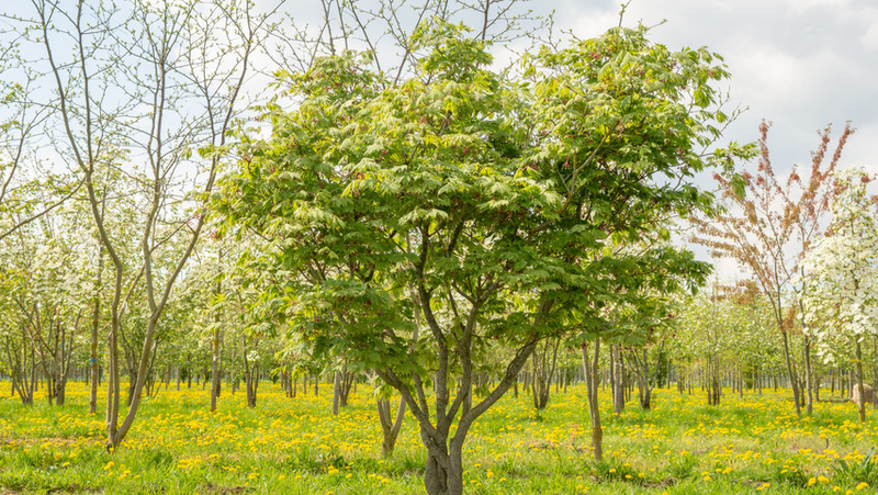 ACER JAPONICUM ACONITIFOLIUM